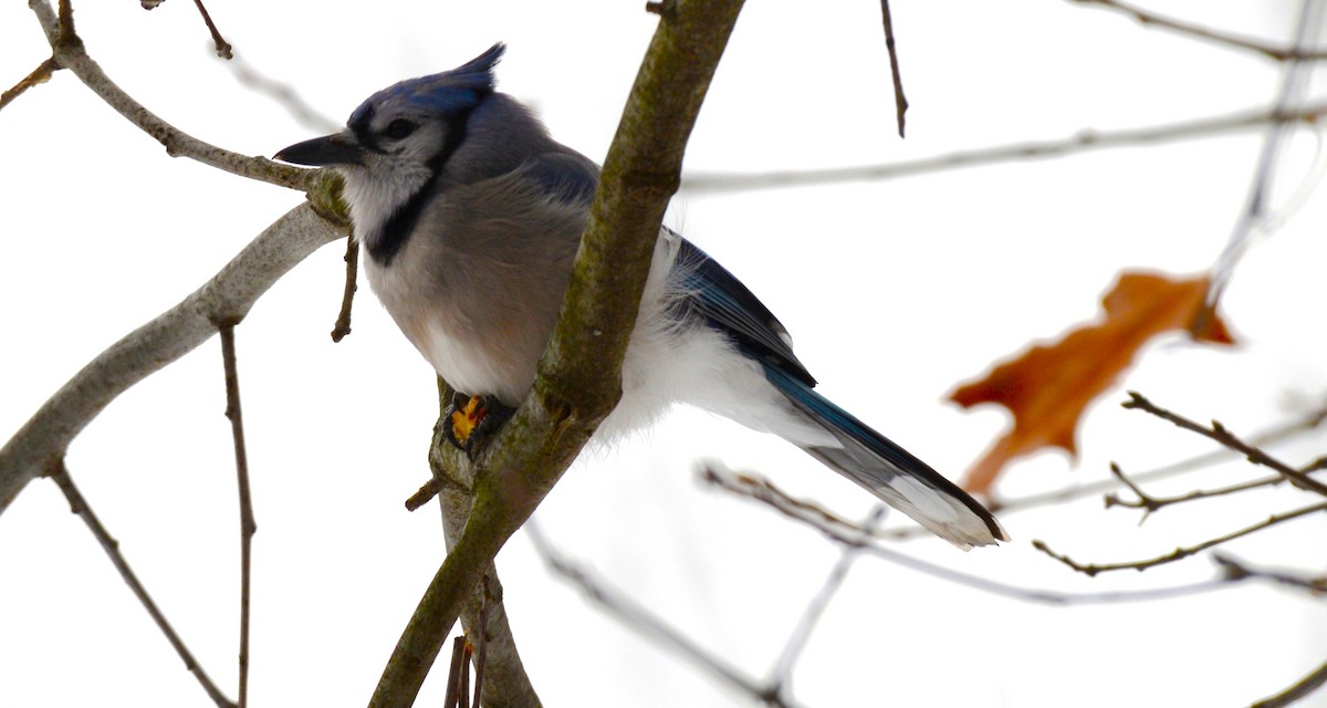 Blue Jay - ML646872426