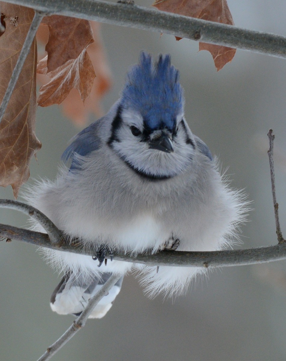 Blue Jay - ML646872427