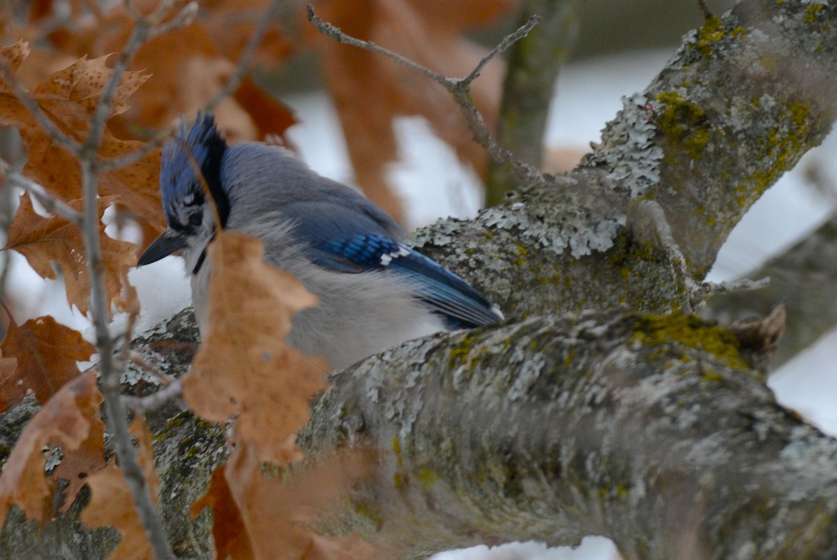Blue Jay - ML646872428