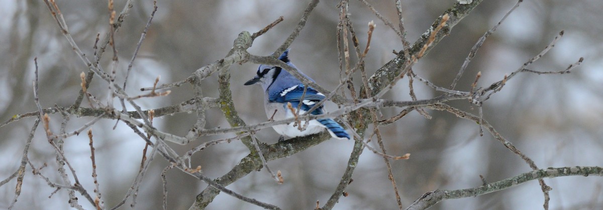 Blue Jay - ML646872429