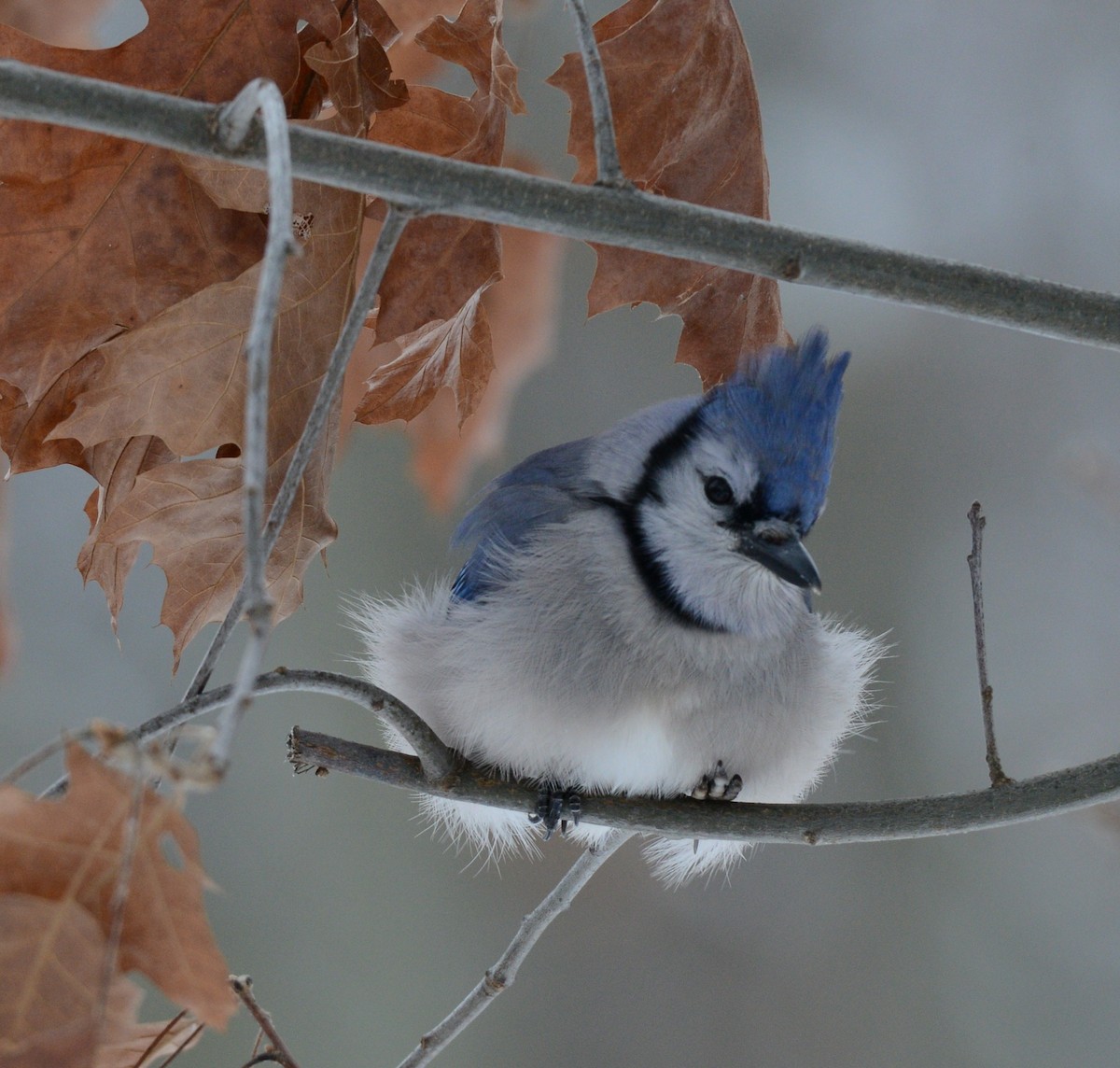 Blue Jay - ML646872430