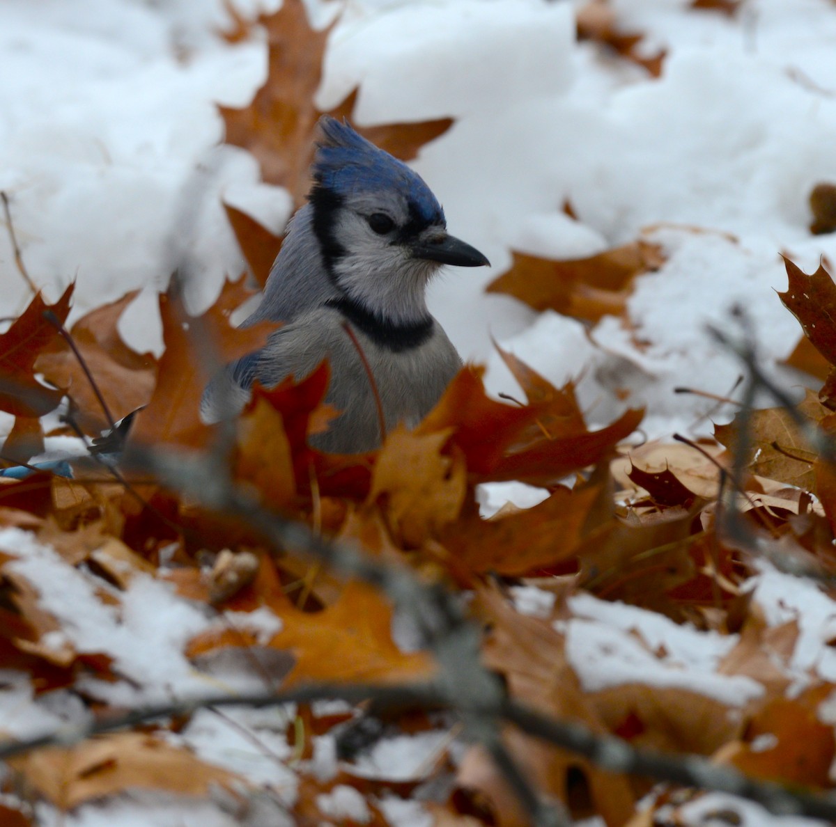 Blue Jay - ML646872431