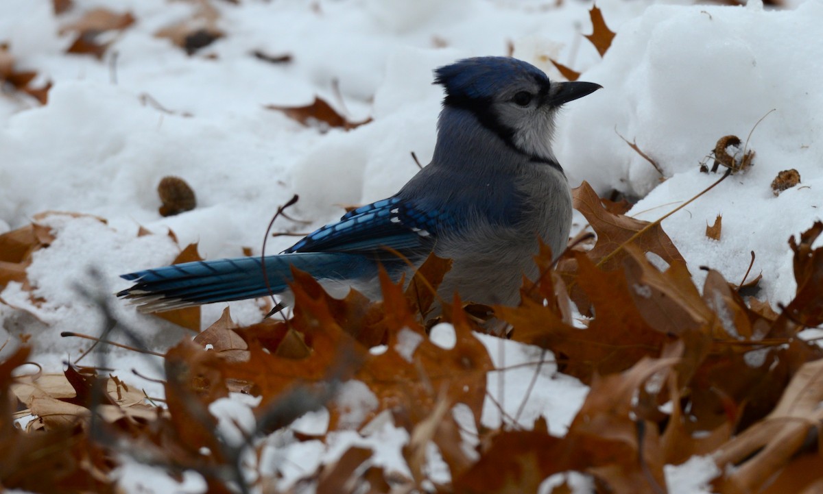 Blue Jay - ML646872432