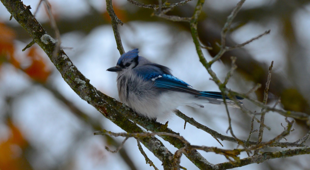 Blue Jay - ML646872433