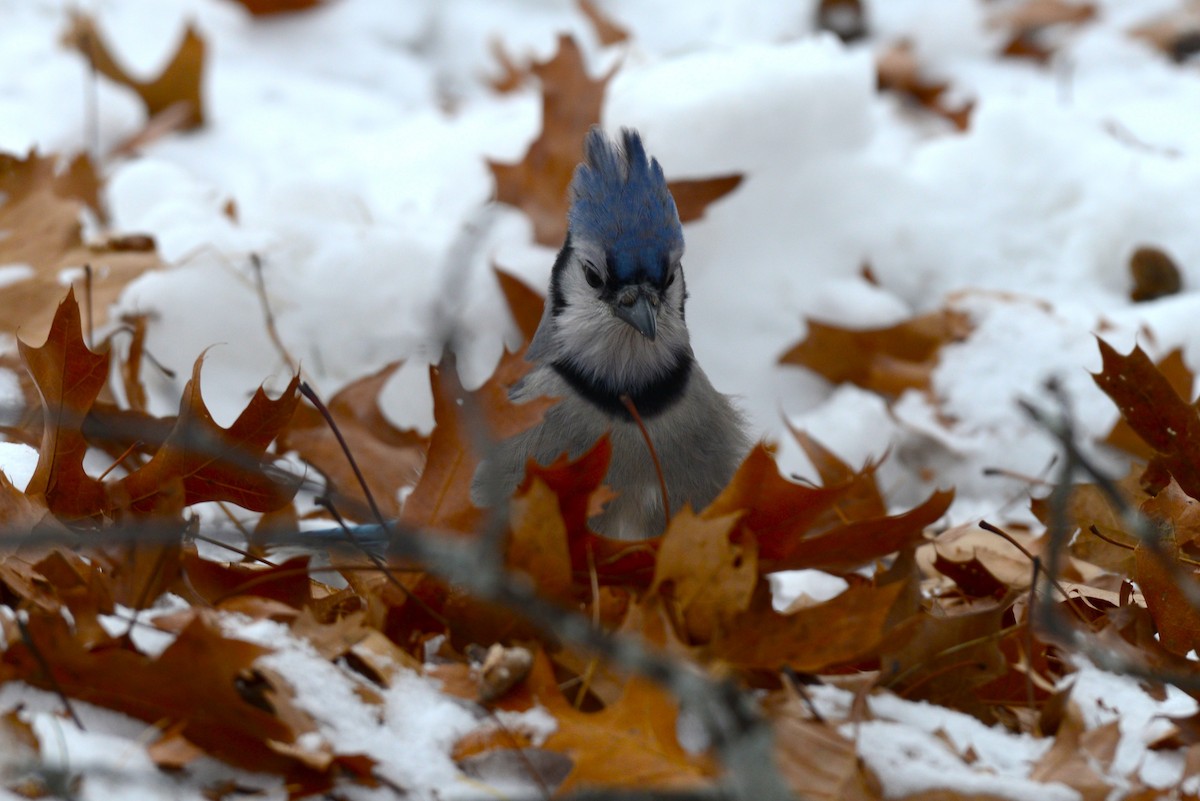 Blue Jay - ML646872434