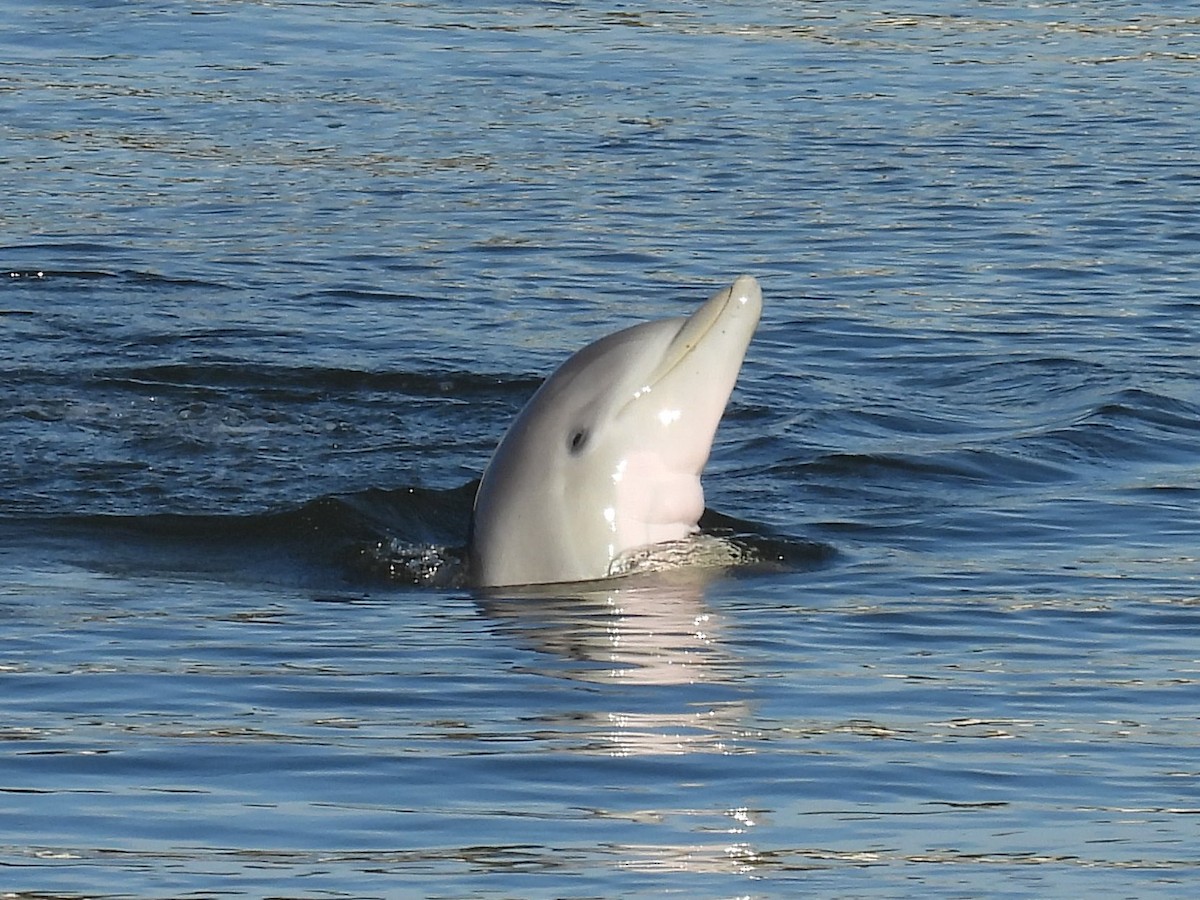 Tamanend's Bottlenose Dolphin - ML646872435