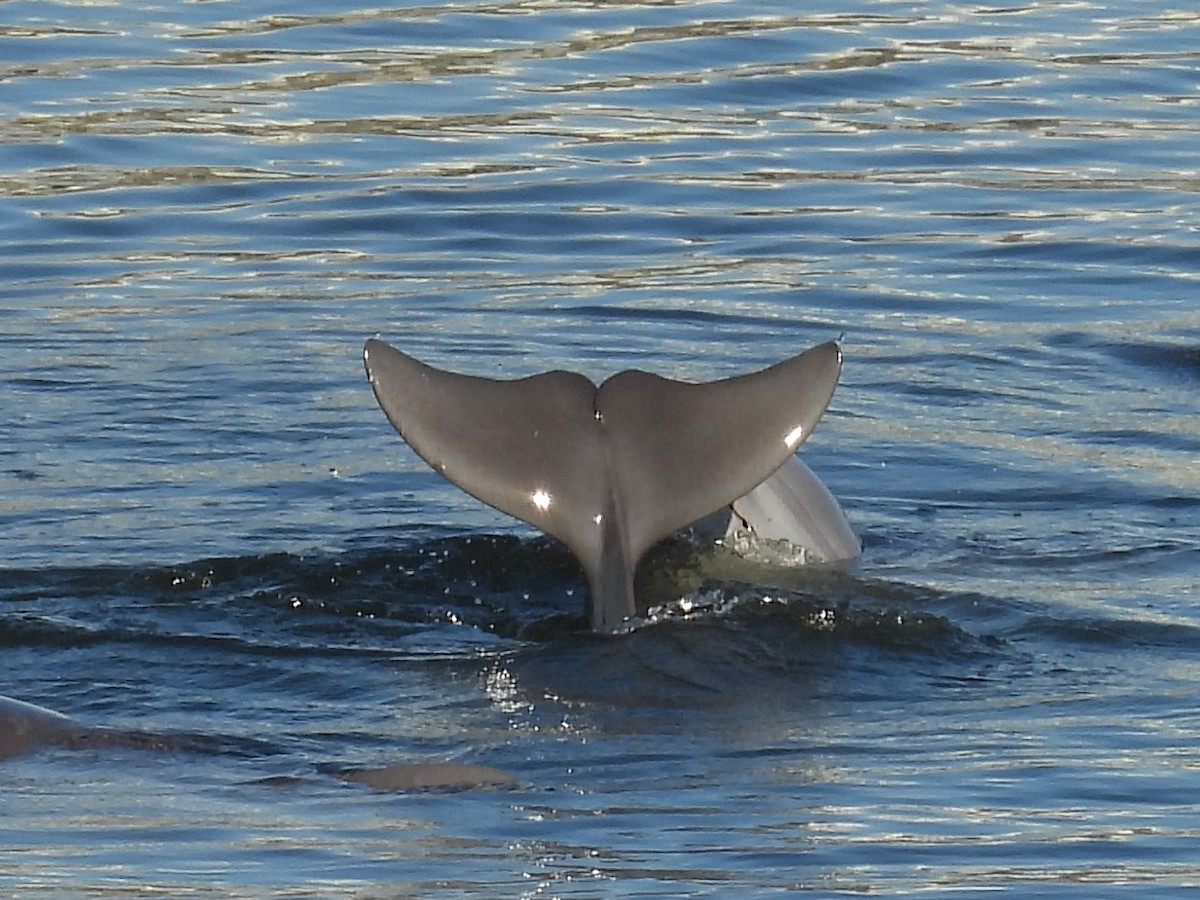 Tamanend's Bottlenose Dolphin - ML646872436