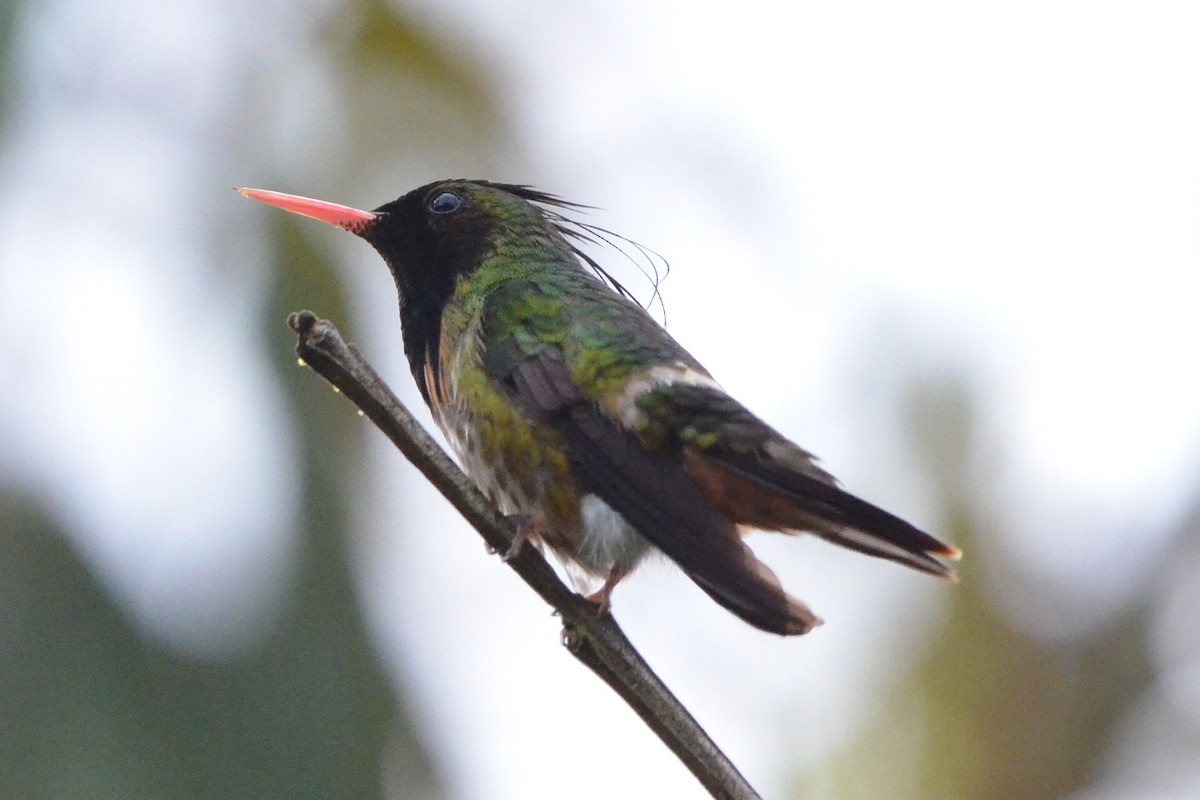 Black-crested Coquette - ML646872437