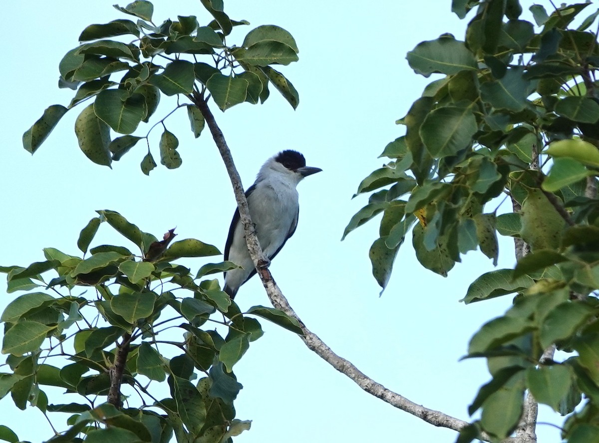 ズグロハグロドリ - ML646872440