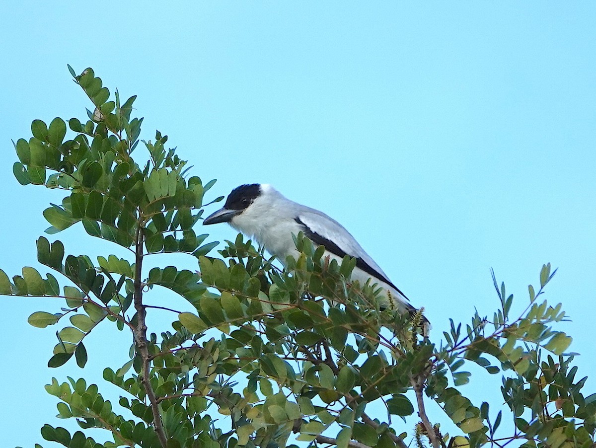 ズグロハグロドリ - ML646872441