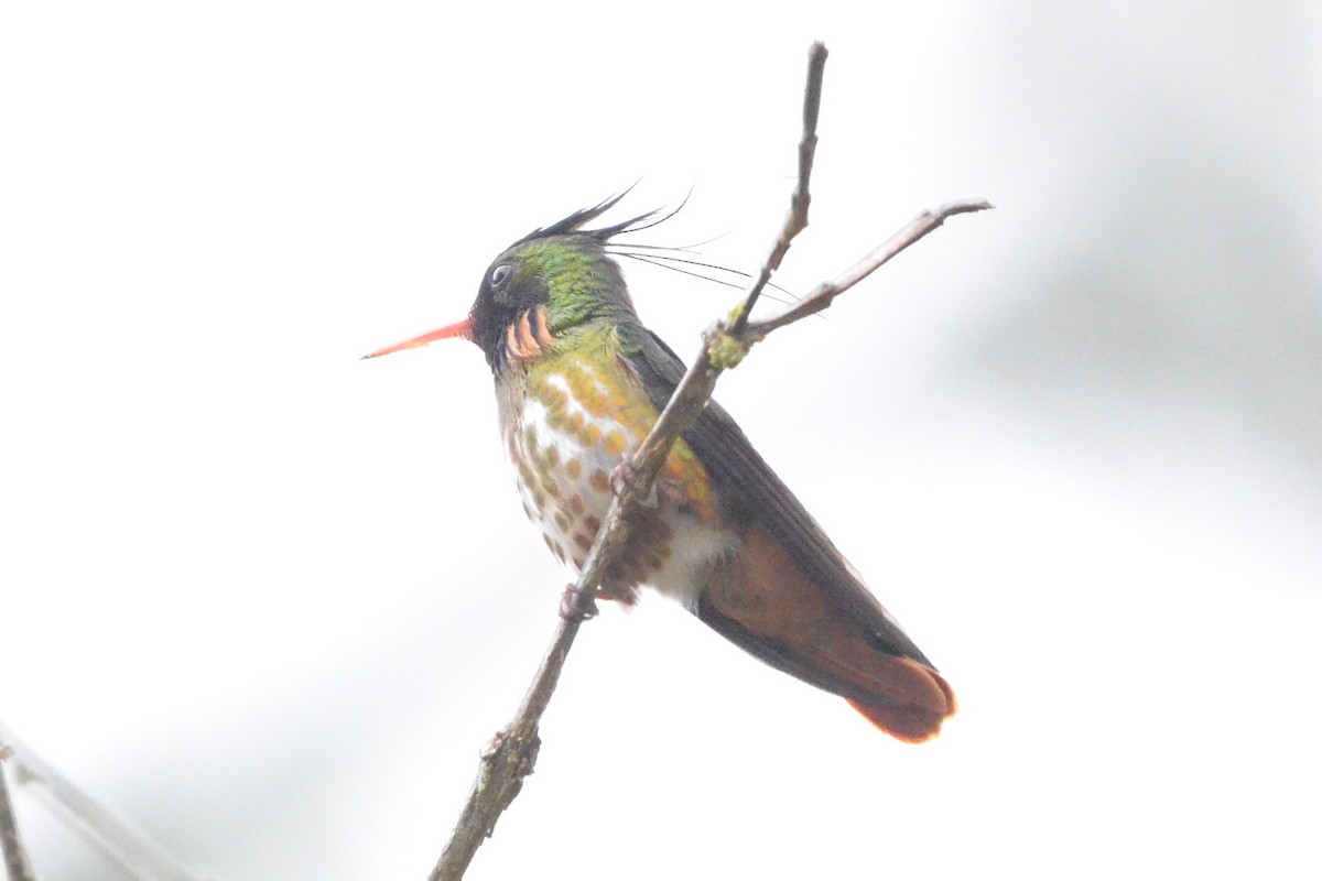 Black-crested Coquette - ML646872447