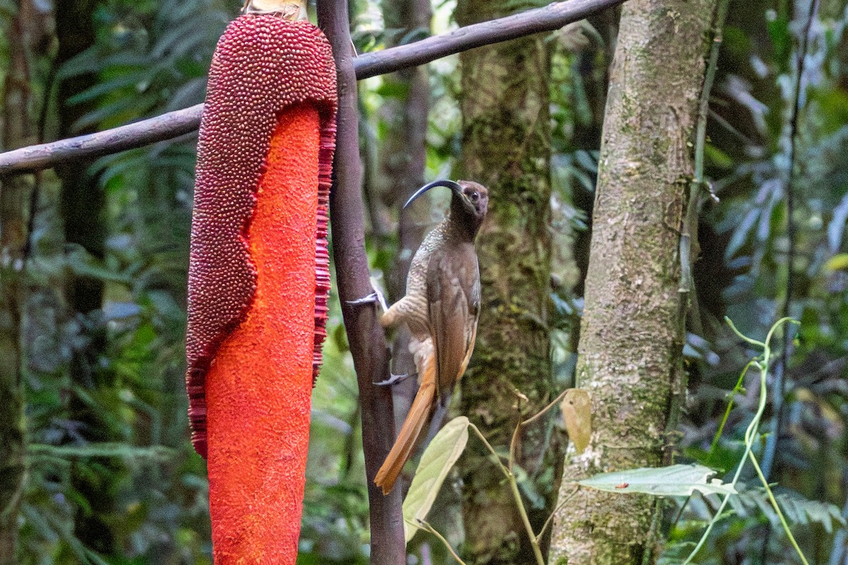 Black-billed Sicklebill - ML646872456
