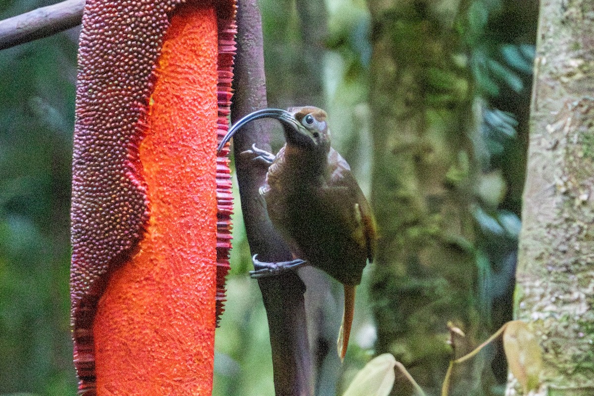 Black-billed Sicklebill - ML646872457