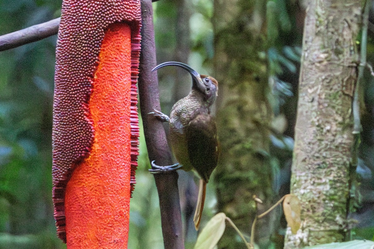Black-billed Sicklebill - ML646872458