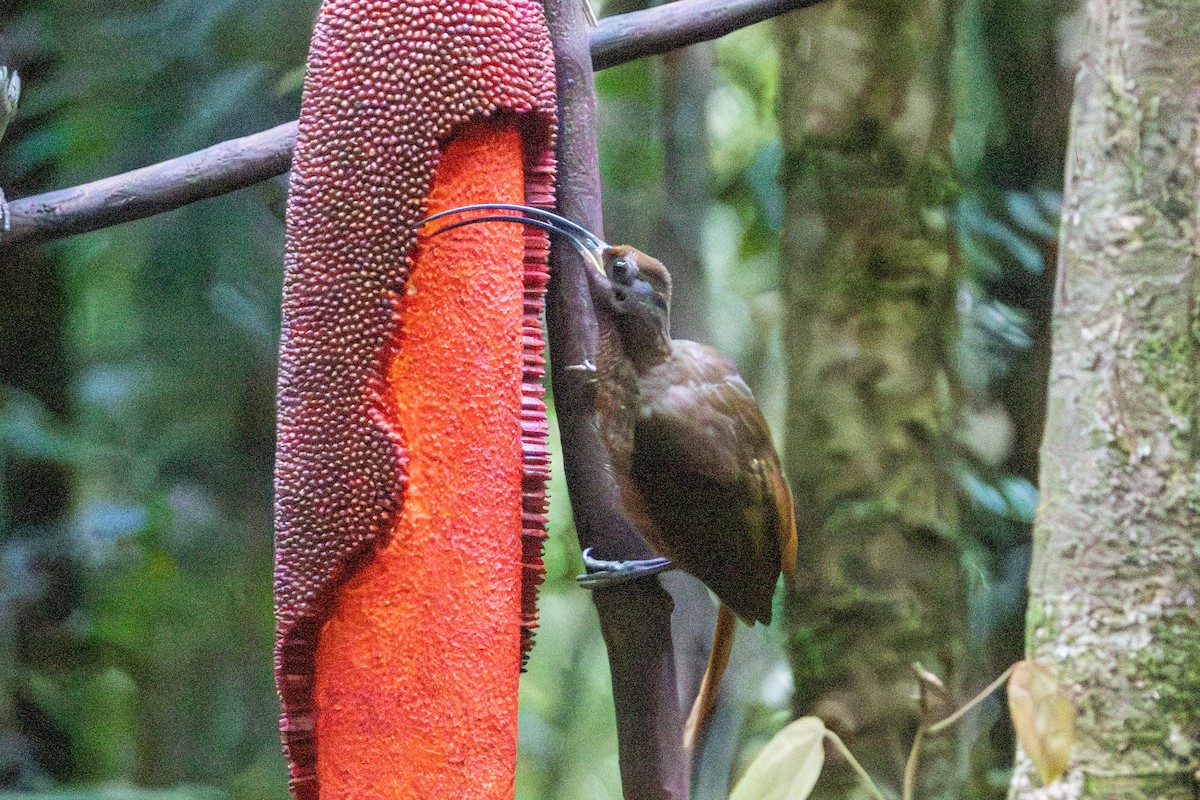 Black-billed Sicklebill - ML646872459