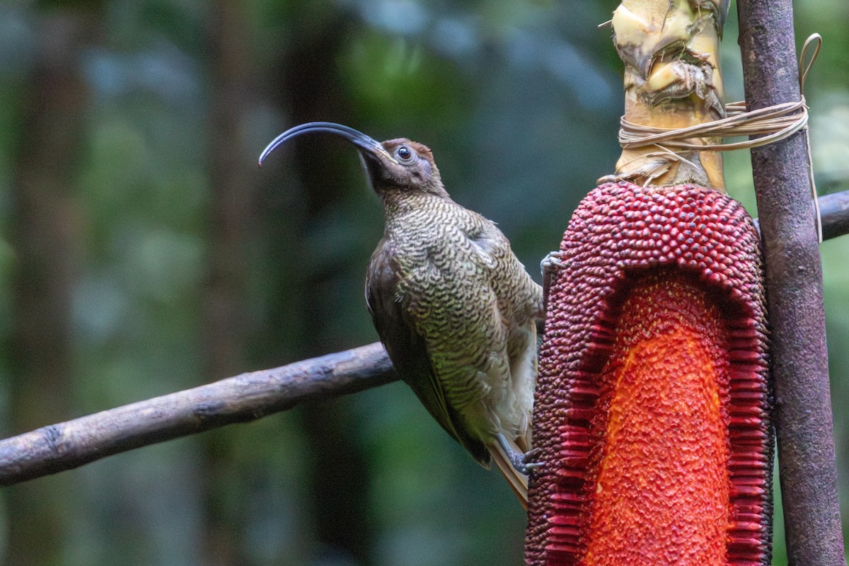 Black-billed Sicklebill - ML646872460