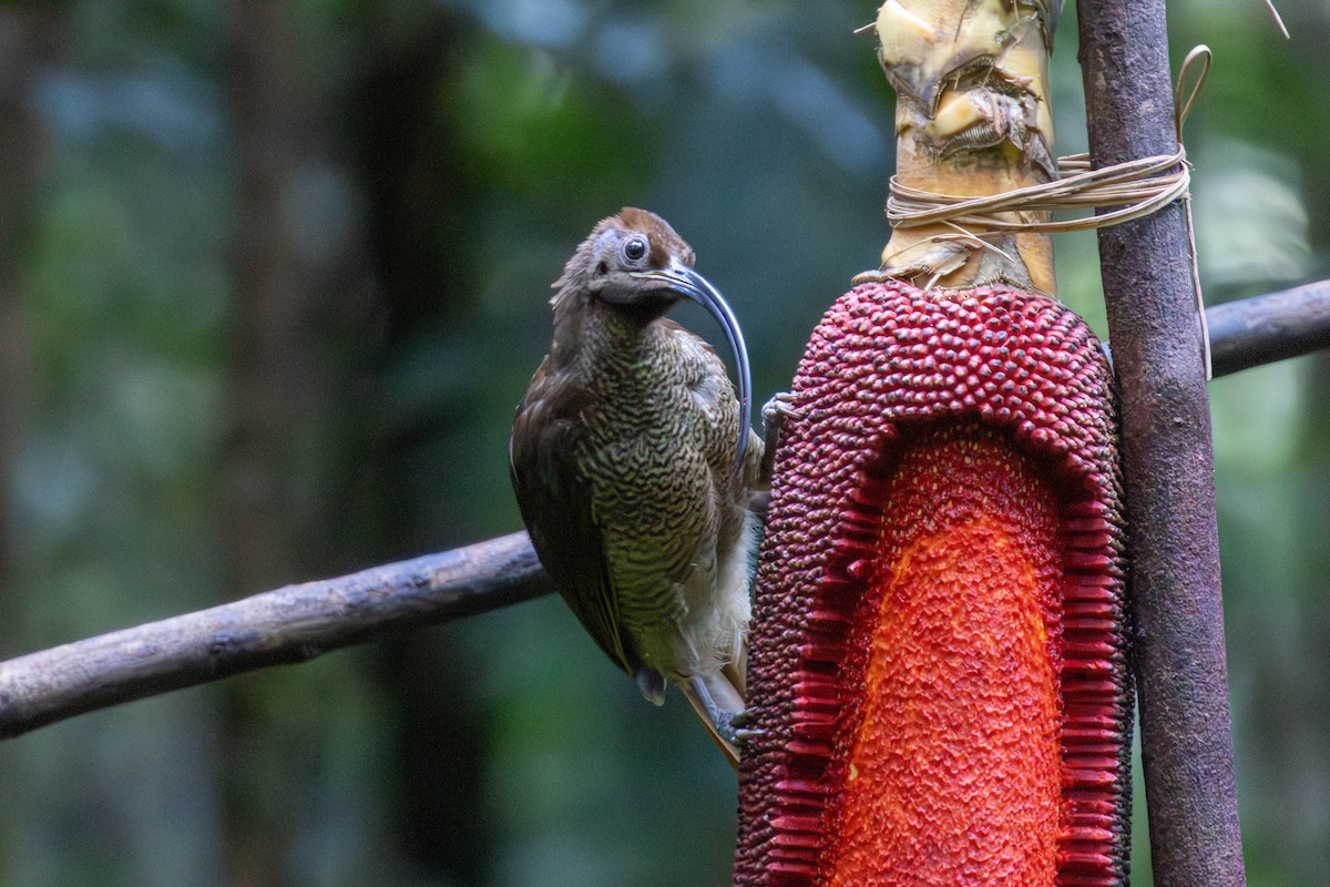 Black-billed Sicklebill - ML646872461