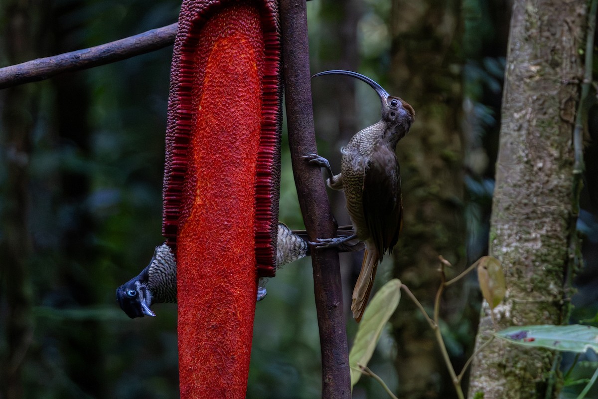 Black-billed Sicklebill - ML646872462