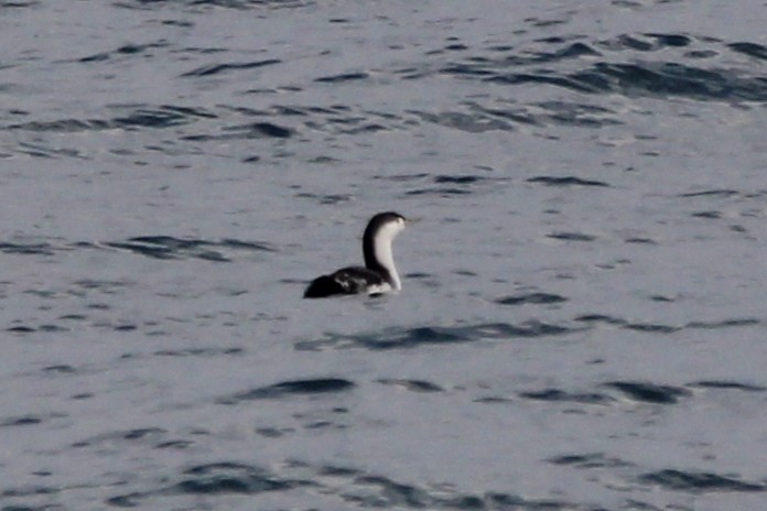 アビ - ML646872465