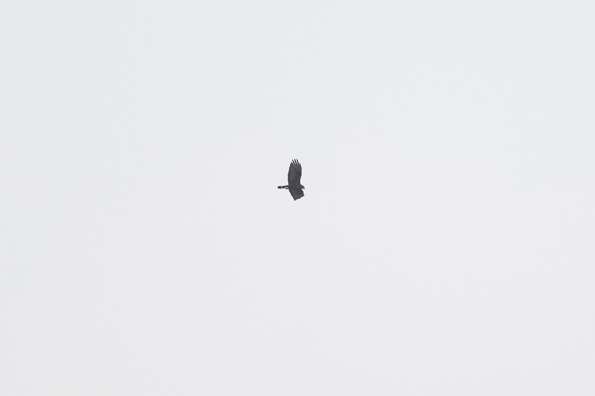 Zone-tailed Hawk - ML646872467