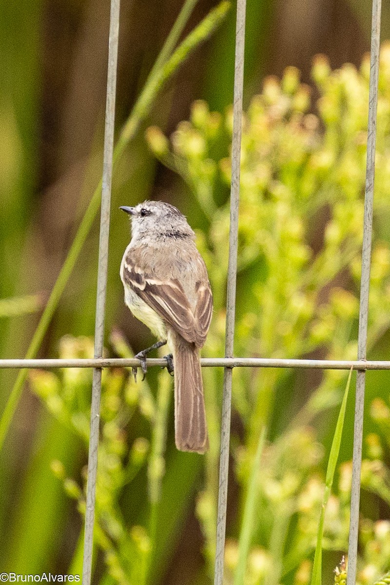 White-crested Tyrannulet - ML646872471