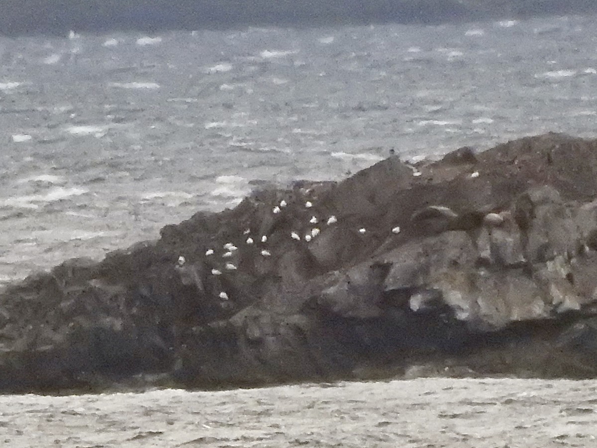 Snowy Sheathbill - ML646872472