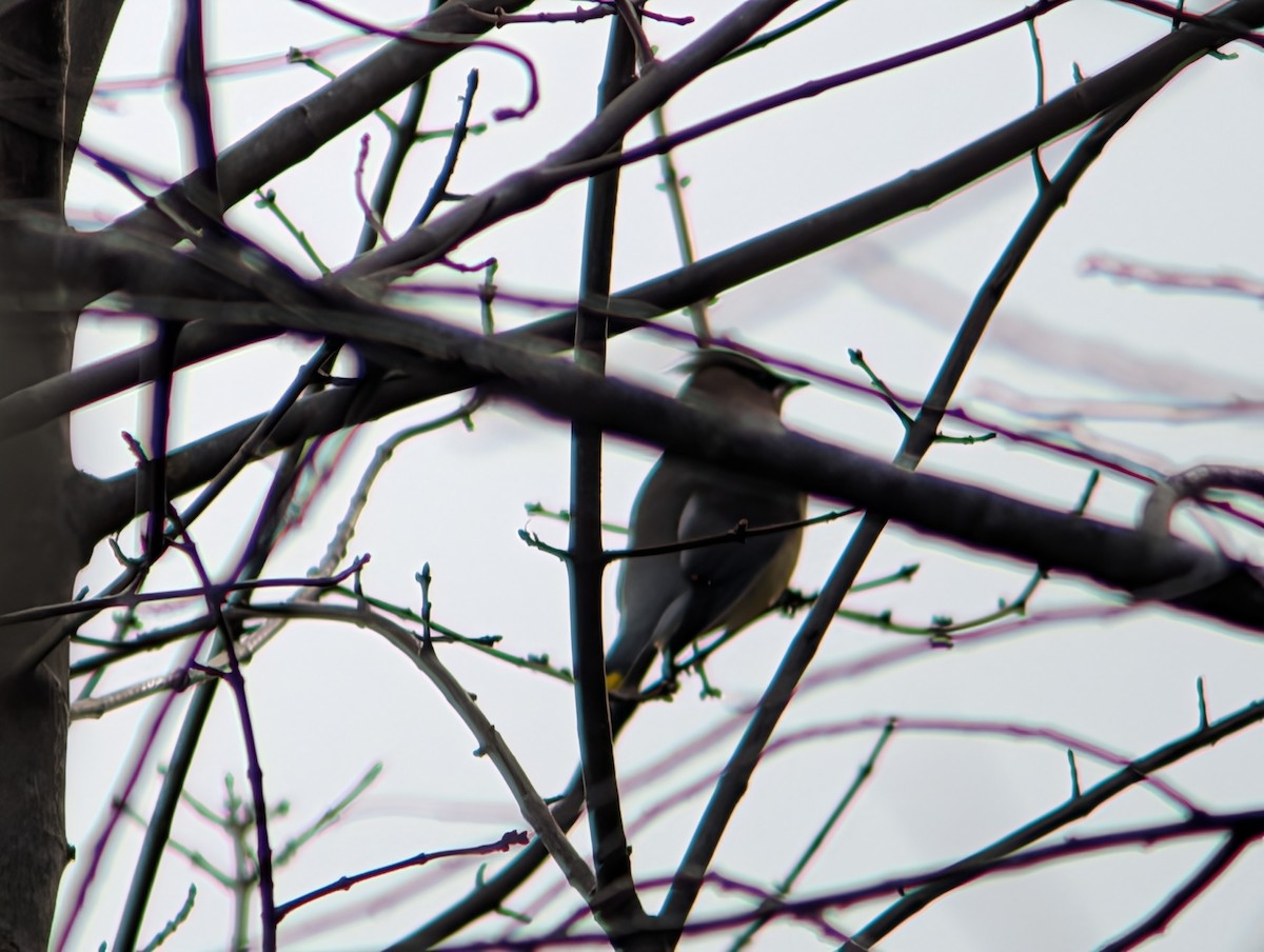 ヒメレンジャク - ML646872474