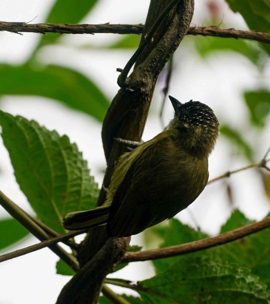 Carpinterito Oliváceo - ML646872505