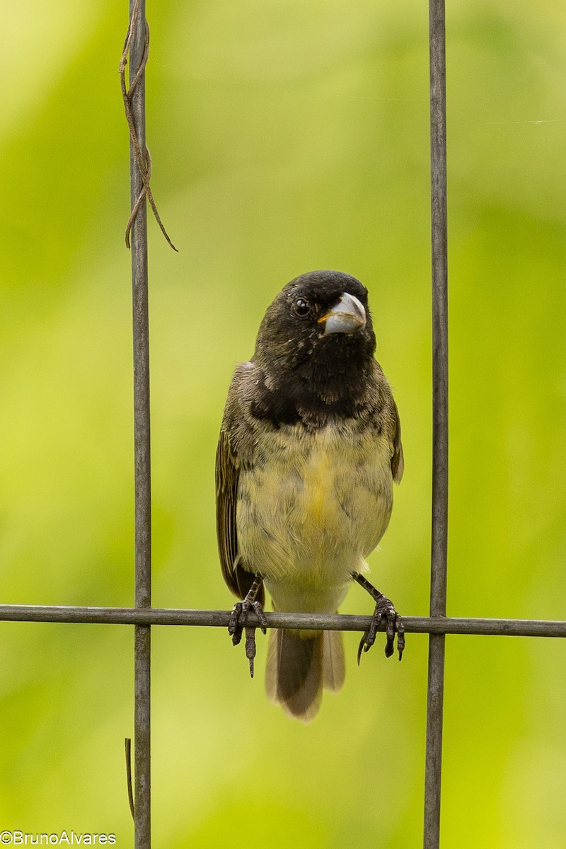 Зерноїд чорнощокий - ML646872506