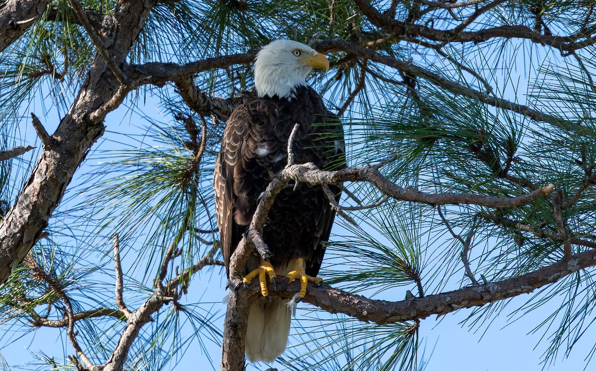 Bald Eagle - ML646872508