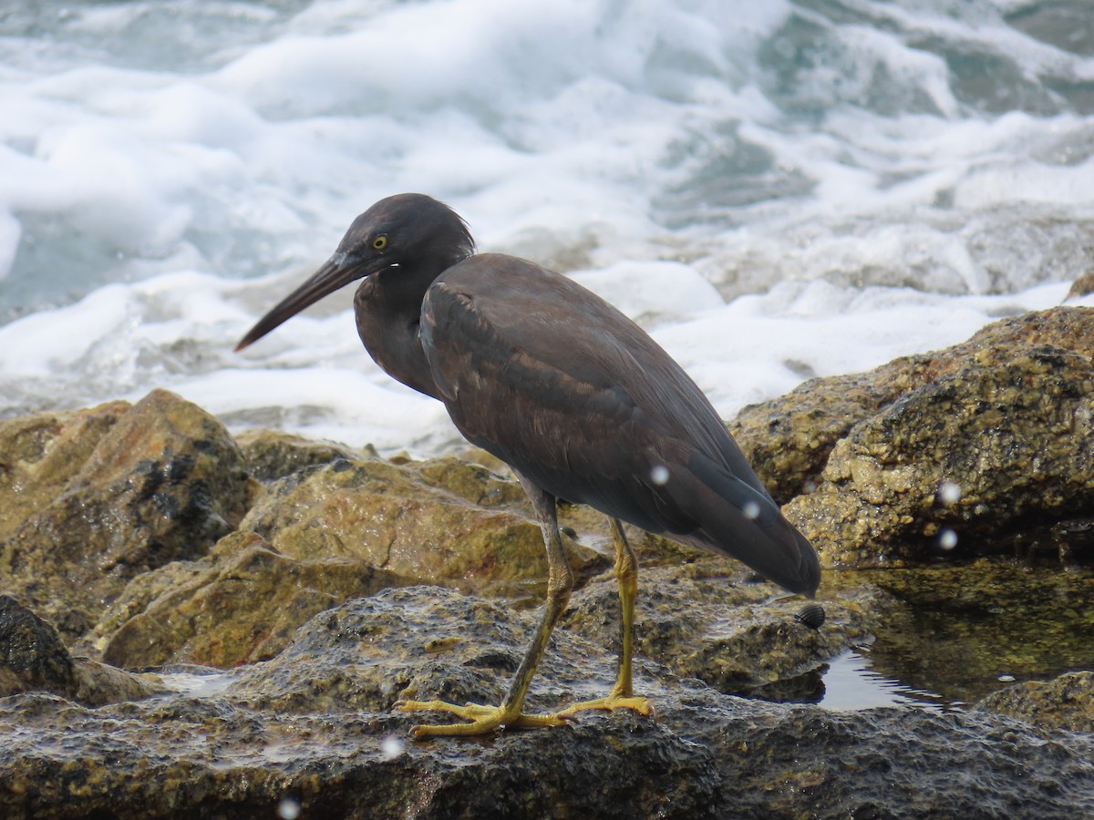 Чепура тихоокеанська - ML646872509