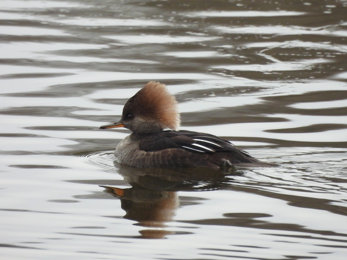 Hooded Merganser - ML646872513