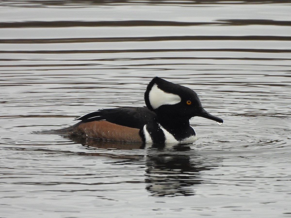 Hooded Merganser - ML646872514