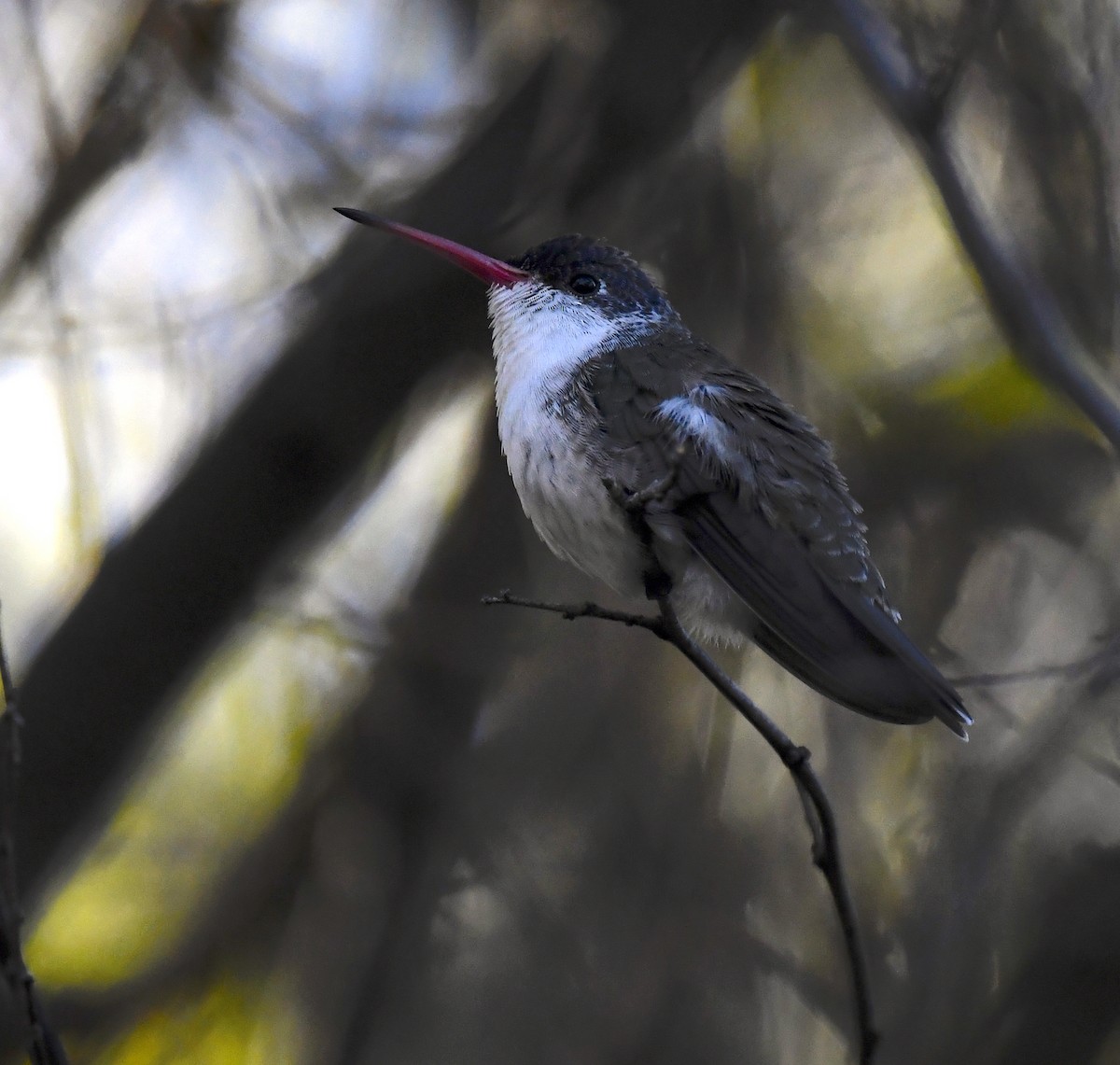 Violet-crowned Hummingbird - ML646872515