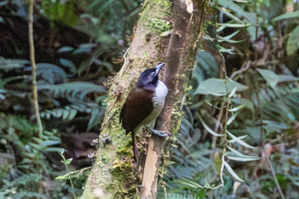 Vogelkop Lophorina - ML646872518