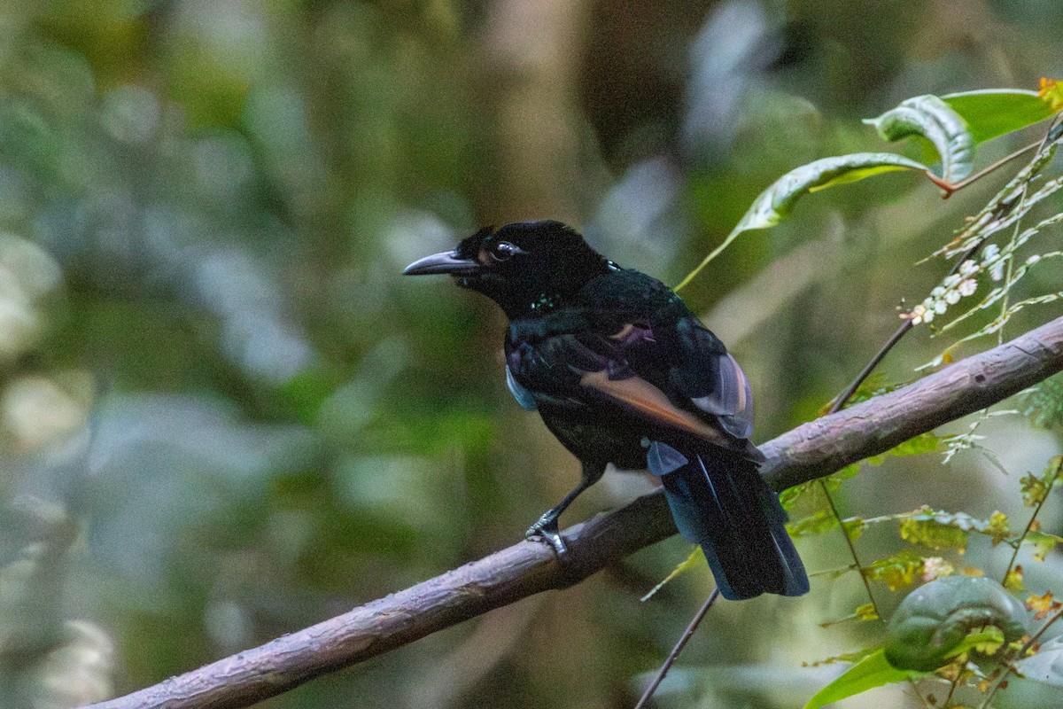 Vogelkop Lophorina - ML646872519