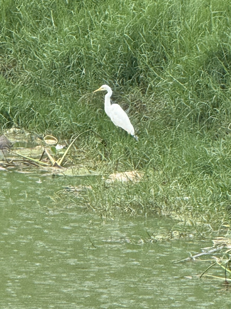 Medium Egret - ML646872520