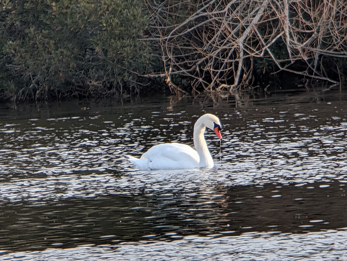 Лебідь-шипун - ML646872521