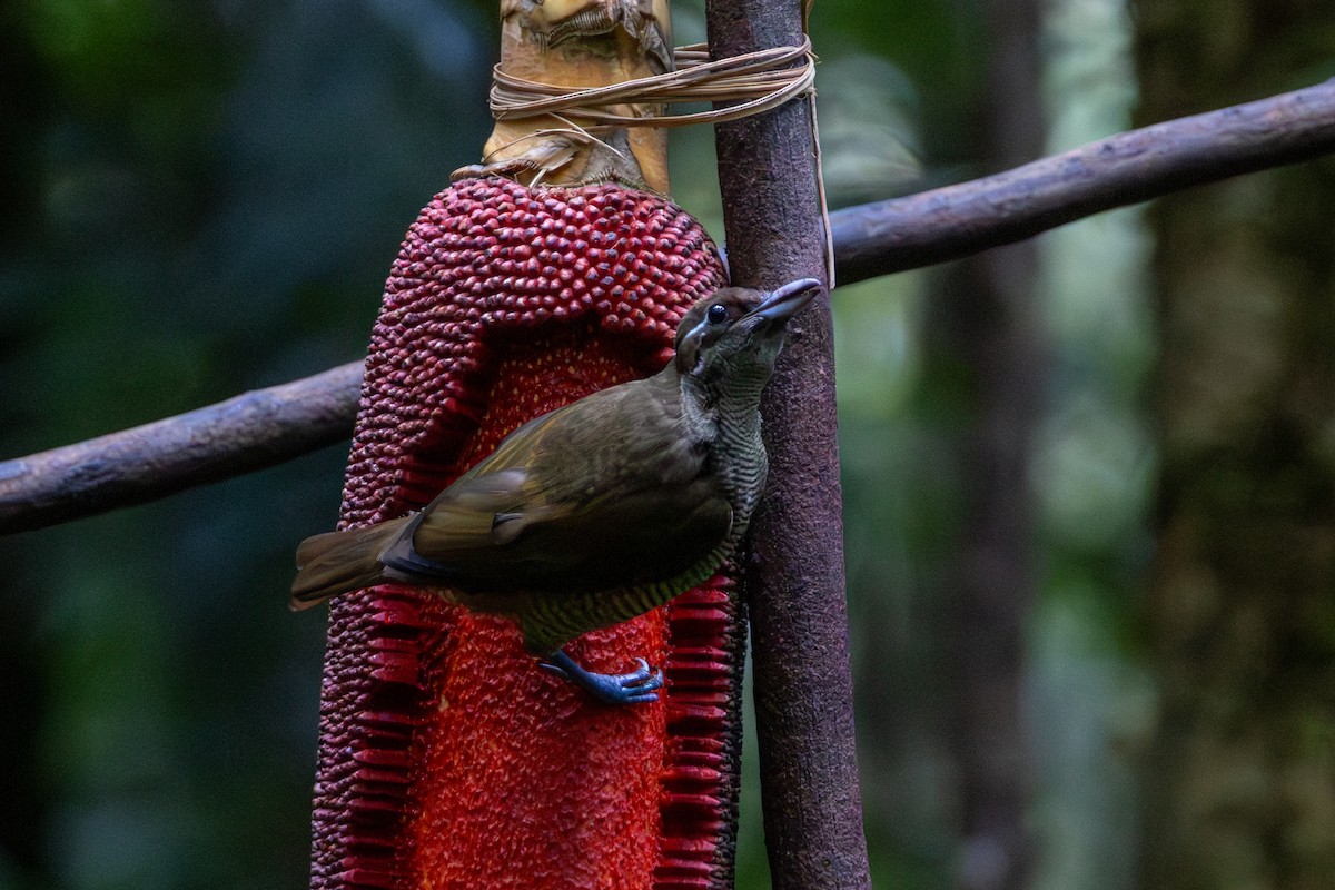 Vogelkop Lophorina - ML646872522