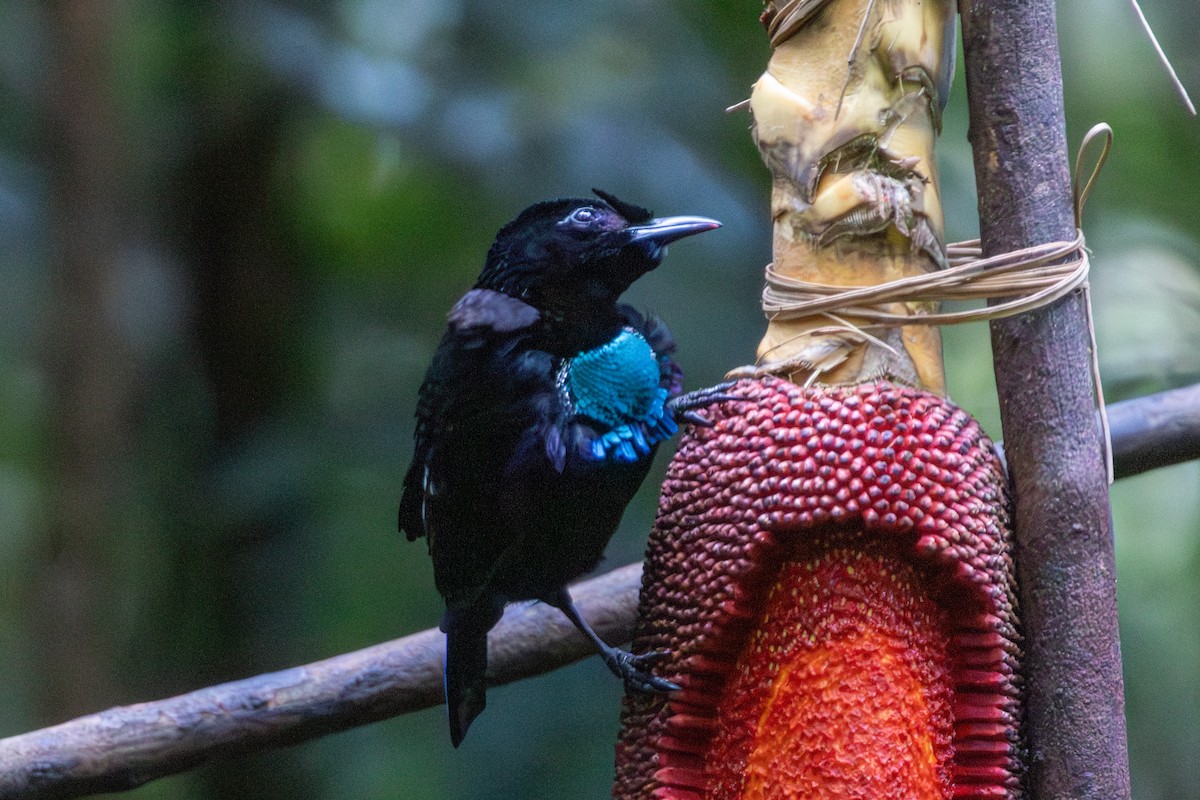 Vogelkop Lophorina - ML646872523