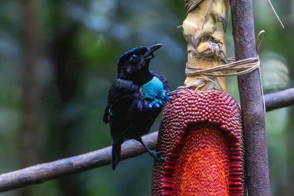 Vogelkop Lophorina - ML646872524