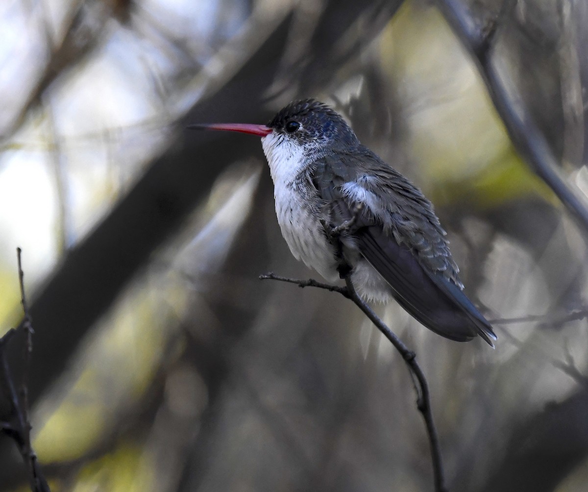 Violet-crowned Hummingbird - ML646872525