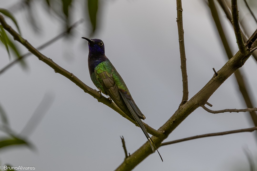 Колібрі-шаблекрил вилохвостий - ML646872529