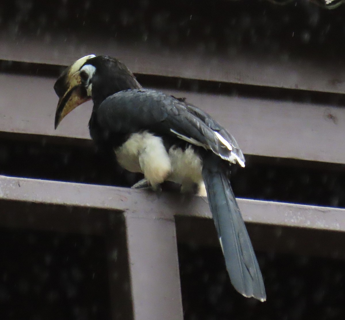 Птах-носоріг малабарський - ML646872530