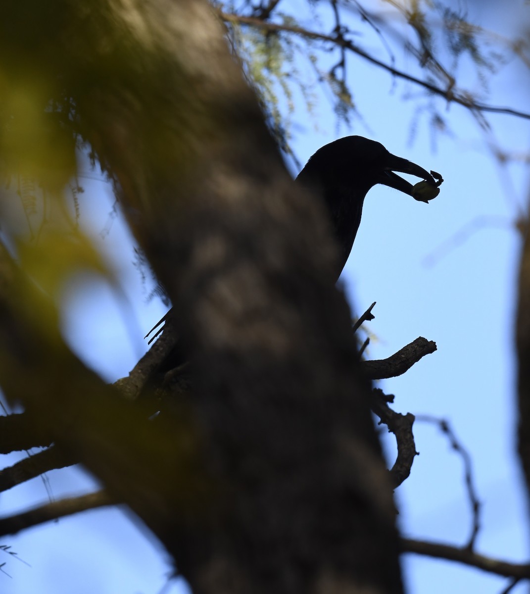 Common Raven - ML646872531