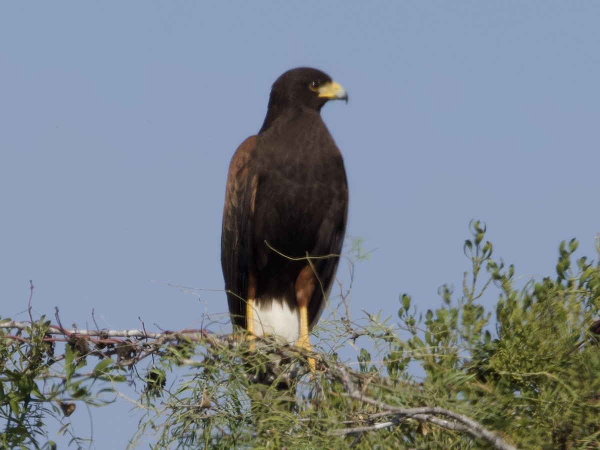 Poiana di Harris - ML646872532