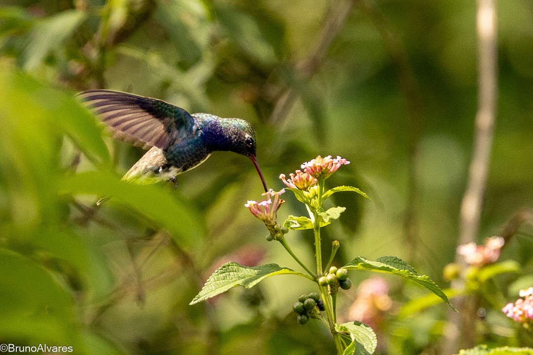 Аріан сапфіровогорлий - ML646872533