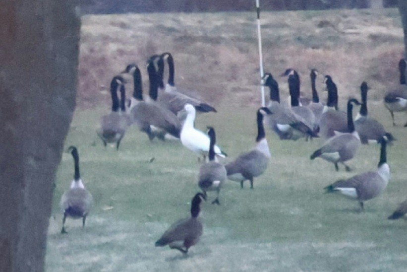 Ross's Goose - ML646872534