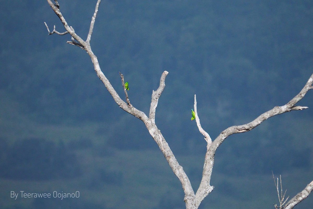 lorikul modrobradý - ML646872536