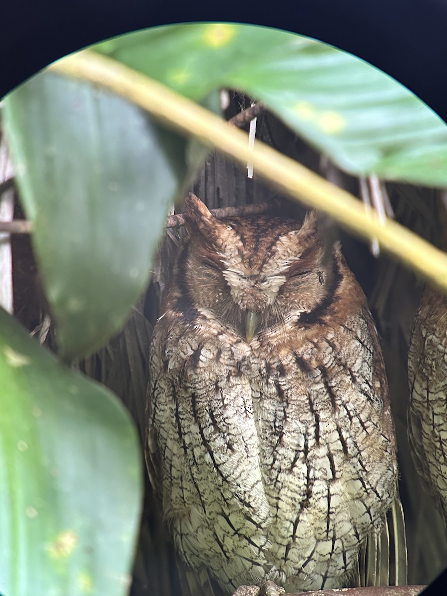 Autillo Chóliba - ML646872538